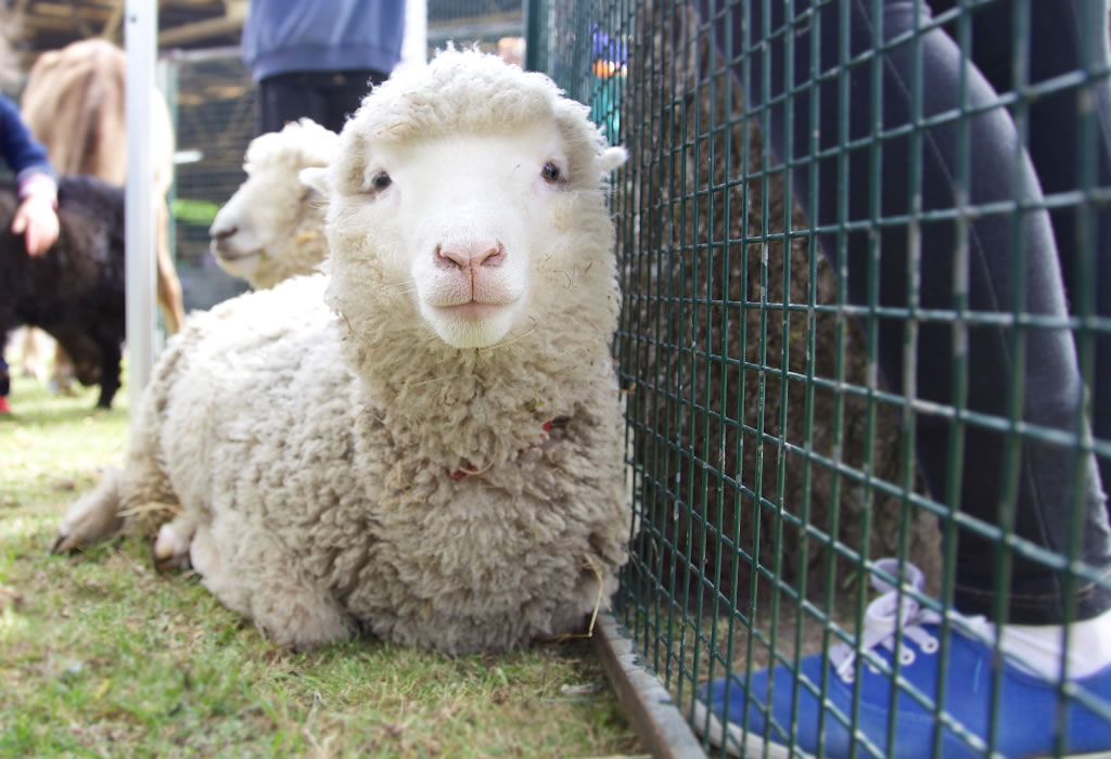 Peninsula_Mobile_Farm_Sheep